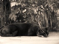 Sternchen, der Kater  Pentax 6x7, 2.8/150 Takumar, Forte Pan 200/160