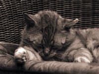 Rota, der Kater  Canon AE1; 4.0/200; 400TX/1280 ASA