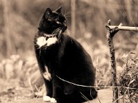 Kater Brüderchen  Pentax K2, 4.0/200 (67er); Kodak 400 TX/400 - 28.01.2012 -