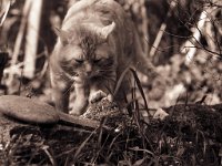 Rota, der Kater  Pentax K2; 2.5/135 Takumar-Bayonet; Efke 100/64