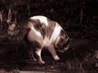 Theo, der Kater  Pentax K2; 2.5/135 Takumar-Bayonet; Efke 100/64