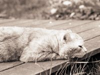 Rota, der Kater  Yashica FR1; Sonnar 2.8/135; 400TX/250