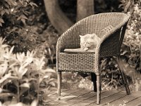 Rota, der Kater  Pentax K2, 2.5/135 Takumar Bayonet, 400TX/250