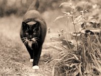 Sternchen "is walking"  Pentax Super A, 2.8/150 Takumar (67er), 400TX/800 - 18.05.2012 -