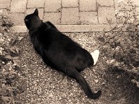 Sternchen, der Kater  Pentax Super A, SMC 1.4/50, efke KB100/64 - 30.06.2012 -