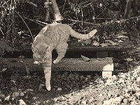 Rota, der Kater  Pentax LX, 2.5/135 Takumar Bayonet, 400TX/800