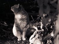 Rota, der Kater  Pentax LX, 2.5/135 Takumar Bayonet, 400TX/800