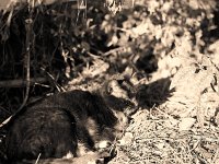 Kater Brüderchen  Pentax 67II; 2.4/105; 400TX/250
