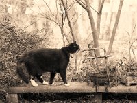 Kater Brüderchen und zerstörtes Torri  Pentax 67II; 2.8/150; Efke R100/64