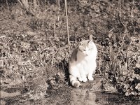 Theo am Teich  Pentax 67II; 2.8/150; TX400/250