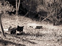 Kater Sternchen  Pentax 67II; 2.8/150; TX400/250