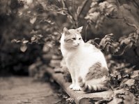 Theo, der Kater  Pentax 67II, 2.8/150 Takumar, Adox CHS 100/64