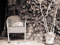 Rota auf der Terrasse  Pentax 67II, 2.4/105, 400TX/400