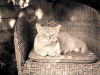 Rota auf der Terrasse  Pentax 645N, 2.8/75, Adox CHS 100/64