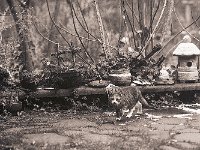 Kleine wilde Herbstkatze Grey  Pentax 645N, 2.8/150, 400TX/1600