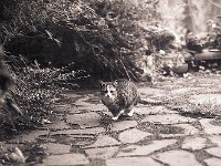 Kleine wilde Herbstkatze Grey  Pentax 645N, 2.8/150, 400TX/1600