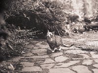 Kleine wilde Herbstkatze Grey  Pentax 645N, 2.8/150, 400TX/1600