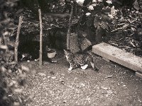 Drei kleine wilde Herbstkatzen  Pentax 645N, 2.8/150, 400TX/1600