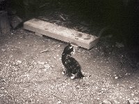 Kleine wilde Herbstkatze, Mao  Pentax 645N, 2.8/150, 400TX/1600