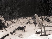 FuMao im Schnee  Pentax K2, 2.5/135 Takumar Bayonet,  400/TX250  - 07.02.2013 -