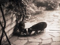 Kleine Herbstkatzen FuMao und Middle  Pentax 67II, 2.4/105, 400TX/1600