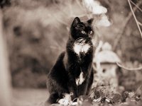 ... und schaut so vor sich hin  Pentax 67II, 2.8/150, 400TX/400