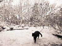 Kater Brüderchen im Schnee auf der Terrasse  Pentax 67II, 4.0/45, 400TX/250 - 16.01.2013 -