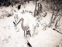 Reiher und Brüderchen im Schnee  Pentax 67II, 4.0/45, 400TX/250 - 16.01.2013 -