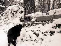 Am Kompost im Schnee  Pentax 67II, 4.0/45, 400TX/250