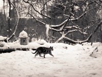 Middle, kleine Herbstkatze im Schnee  Pentax 645N, 2.8/75, CHS 100/100