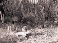 Grey, kleine Herbstkatze  Pentax 67II, 4.0/200, 400TX/400