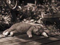 Rota, der Kater  Pentax 645N, 2.4/105 (67er), Adox CHS100/100