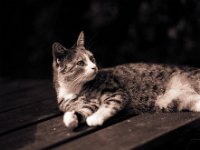 Kleine Katze Grey  Pentax 67II, 4.0/200, Efke R100/64