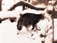 Katze Grey im Schnee  Pentax 645N, 2.8/150, Ilford HP5+@400