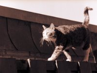 Grey auf dem Catwalk - Zaun  Pentax 645N, 2.8/150, Ilford HP5+@250 - 08.03.2015 -