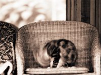 Middle, the Heavy Metal Cat  Pentax 67II, 4.0/200, Acros 100@160 - 30.07.2014 -