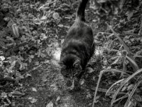 Struppi  Pentax K-1, SMC PENTAX-FA 1.8/31 AL Limited  - 07.09.2025 -