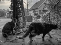 Grey und FuMao  PENTAX K-3 Mark III Monochrome , HD Pentax - DA* 2.8/ 11-18 ED DC  AW  -18.03.2024 -