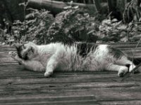 Putzen und chillen  PENTAX K-3 Mark III Monochrome , SMC PENTAX-FA 1.8/77 Limited   - 06.04.2024 -