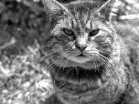 Struppi  PENTAX K-3 Mark III Monochrome,  SMC PENTAX-FA 1.8/31 Limited - 09.05.2024 -