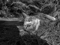 Am Gartenfarn  PENTAX K-3 Mark III Monochrome,  HD PENTAX - DA* 2.8/ 11-18 ED DC AW   - 11.05.2024 -