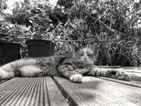 Liegeposition  PENTAX K-3 Mark III Monochrome,  HD PENTAX - DA* 2.8/ 11-18 ED DC AW   - 11.05.2024 -