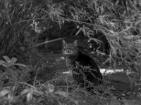 Alice unterm Bambus  PENTAX K-3 Mark III Monochrome, SMC PENTAX-FA 1.8/77 Limited  - 14.05.2024 -