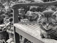 Ruhe auf der Gartenbank  PENTAX K-3 Mark III Monochrome, SMC PENTAX-FA 1.8/77 Limited  - 16.05.2024 -