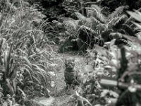 Mito  PENTAX K-3 Mark III Monochrome, SMC PENTAX-FA 1.8/77 Limited  - 18.05.2024 -