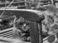 Struppi auf der Gartenbank  PENTAX K-3 Mark III Monochrome, HD PENTAX - D FA* 1.4/50 SDM AW- 04.06..2024 -