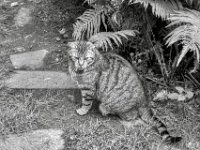 Mito  PENTAX K-3 Mark III Monochrome, HD PENTAX - D FA* 1.4/50 SDM AW- 04.06..2024 -