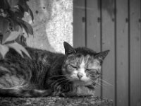 Grey auf dem Lieblingsplatz  PENTAX K-3 Mark III Monochrome, SMC PENTAX-FA 1.9/43 Limited   - 04.08.2024 -
