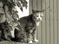 Grey  PENTAX K-3 Mark III Monochrome, SMC PENTAX-FA 1.9/43 Limited   - 04.08.2024 -
