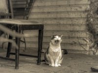 Müder Kater  PENTAX K-3 Mark III Monochrome, HD PENTAX - D FA* 1.4/50 SDM AW  - 29.08.2024 -